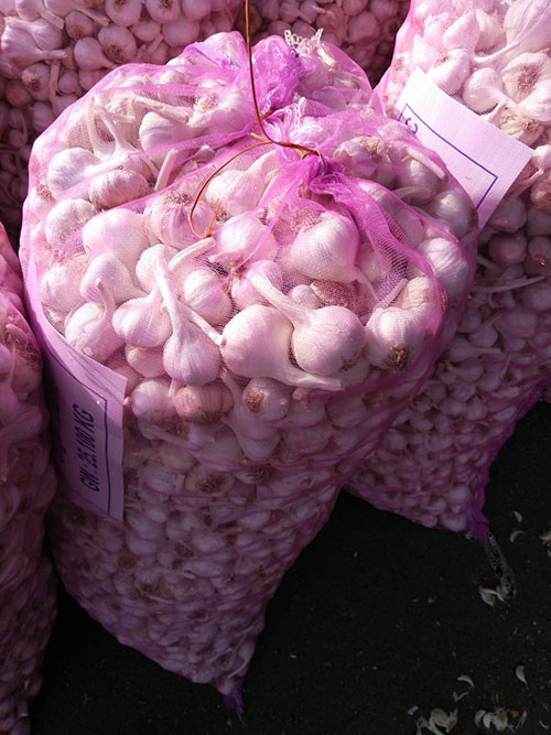 Fresh Garlic