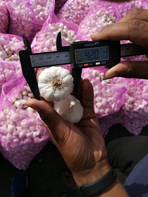 Fresh Garlic