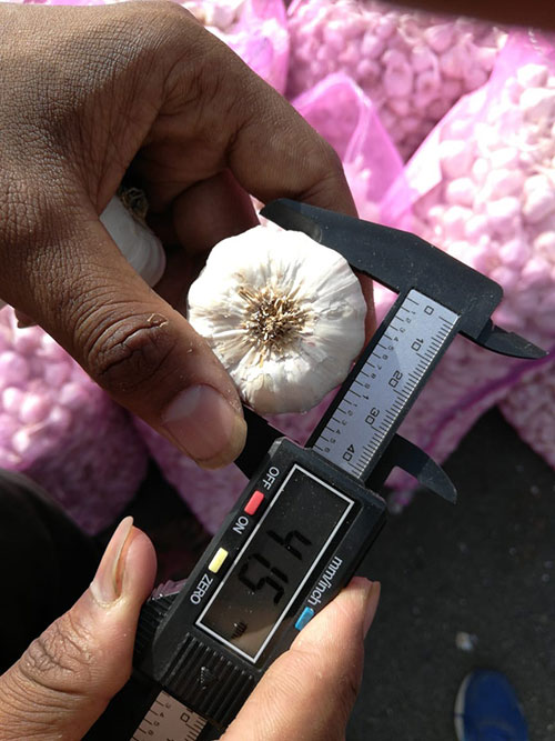 Fresh Garlic