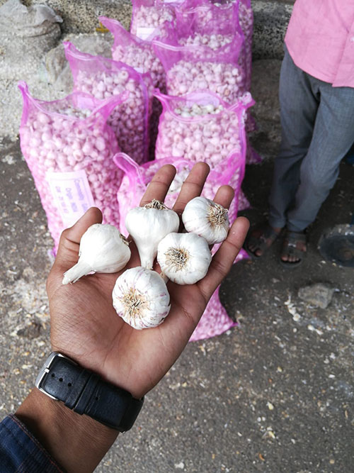 Fresh Garlic