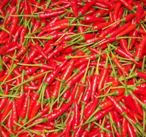 Fresh chili