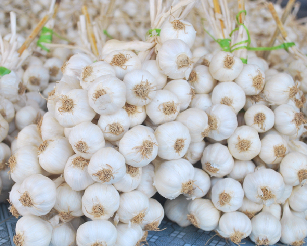 Ly Son garlic