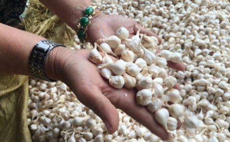 Ly Son garlic
