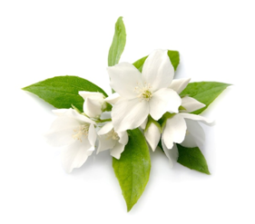 Jasmine Oil