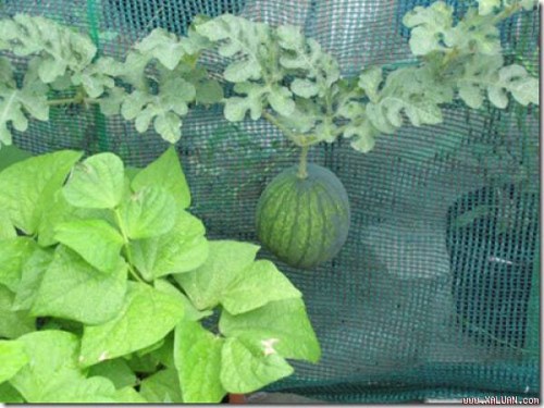Agricultural nets