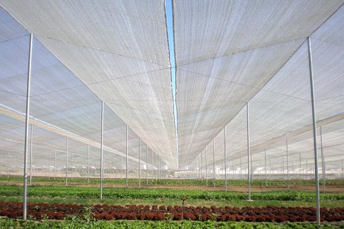 Agricultural nets
