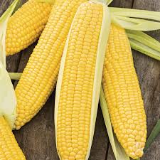 Sweet Corn