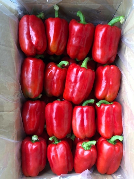 Bell pepper