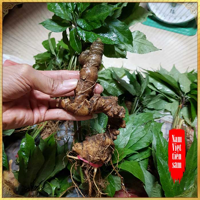 Ngoc Linh Ginseng