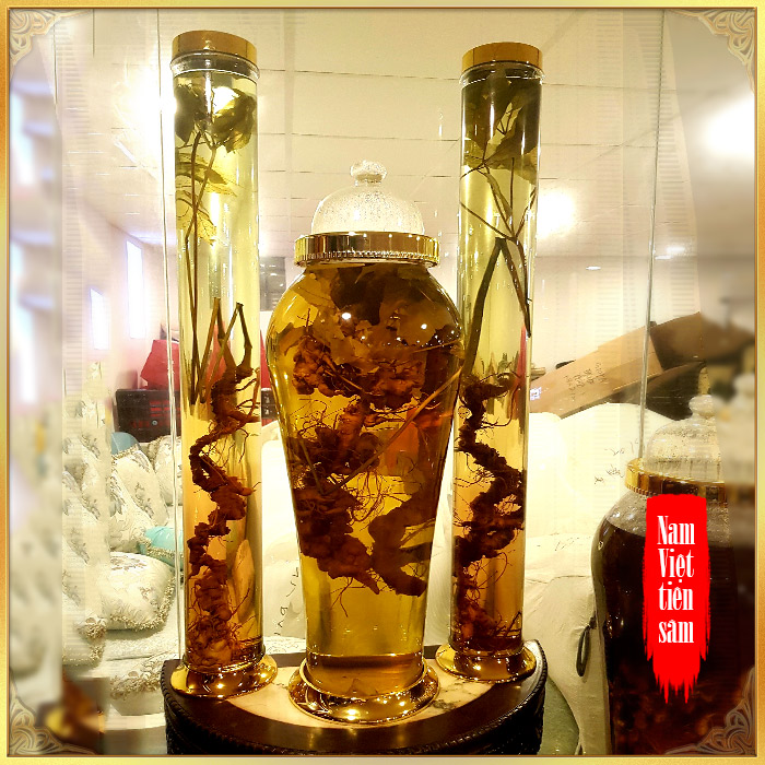 Ngoc Linh Ginseng