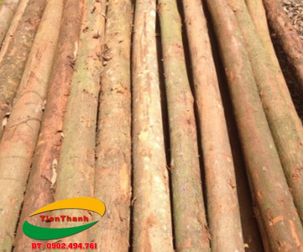 Eucalyptus piles