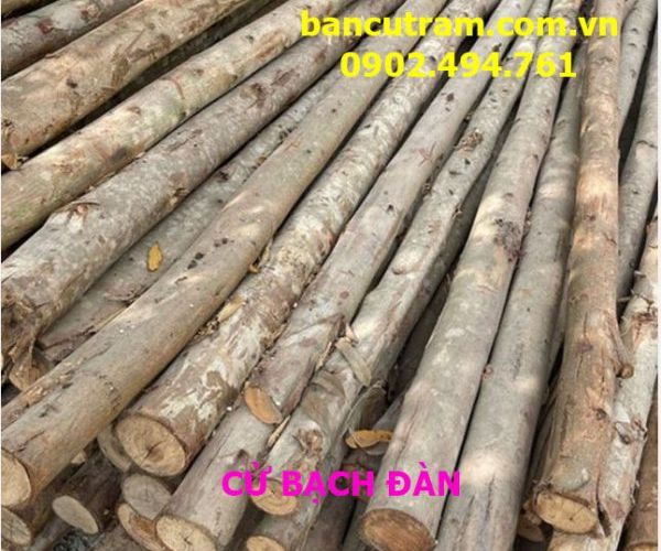 Eucalyptus piles