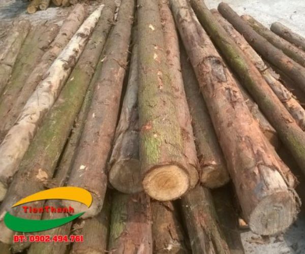 Eucalyptus piles