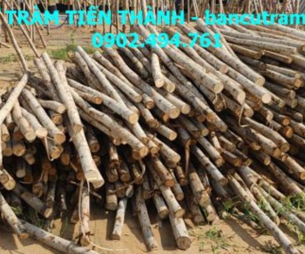 Eucalyptus piles
