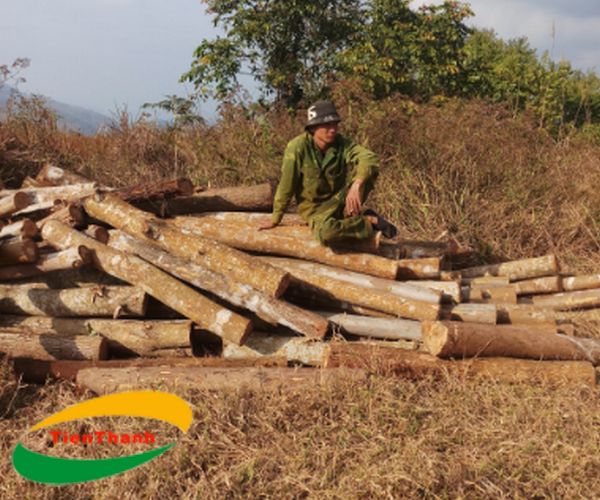 Eucalyptus piles