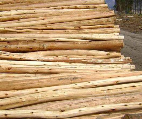Eucalyptus piles