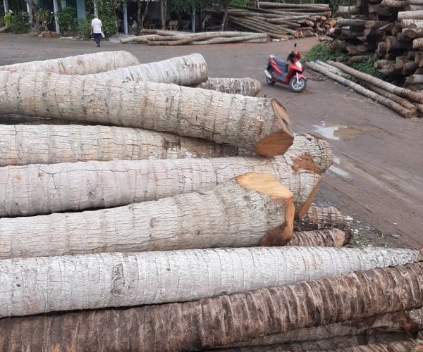 Coconut wood piles