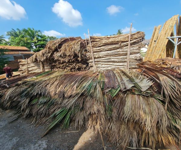 Coconut leaves