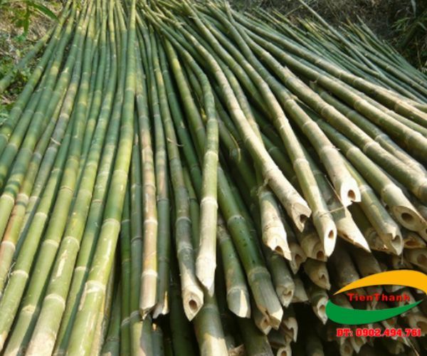 Bamboo