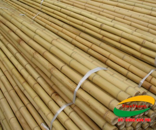 Bamboo