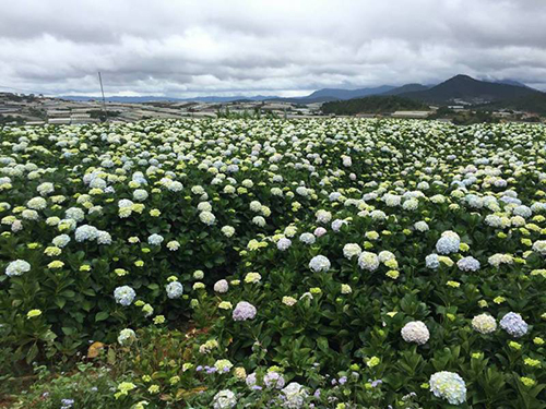 Da Lat tour