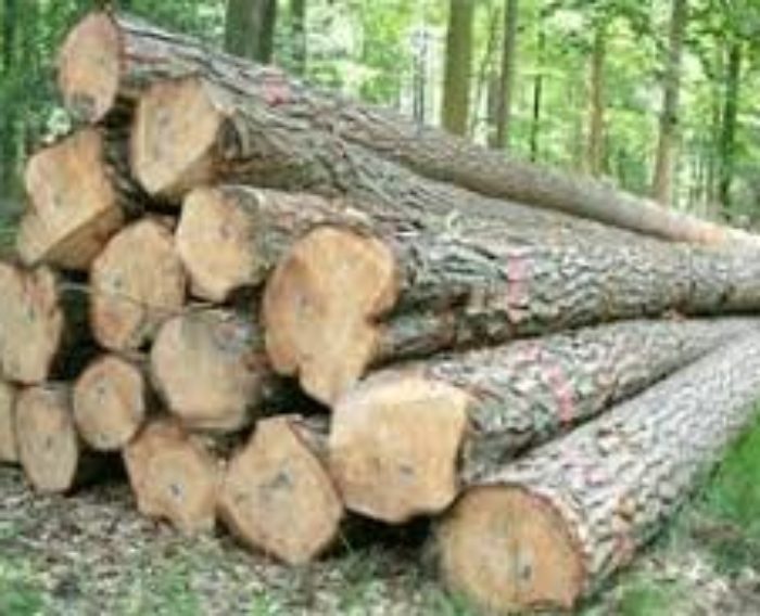 Ash wood