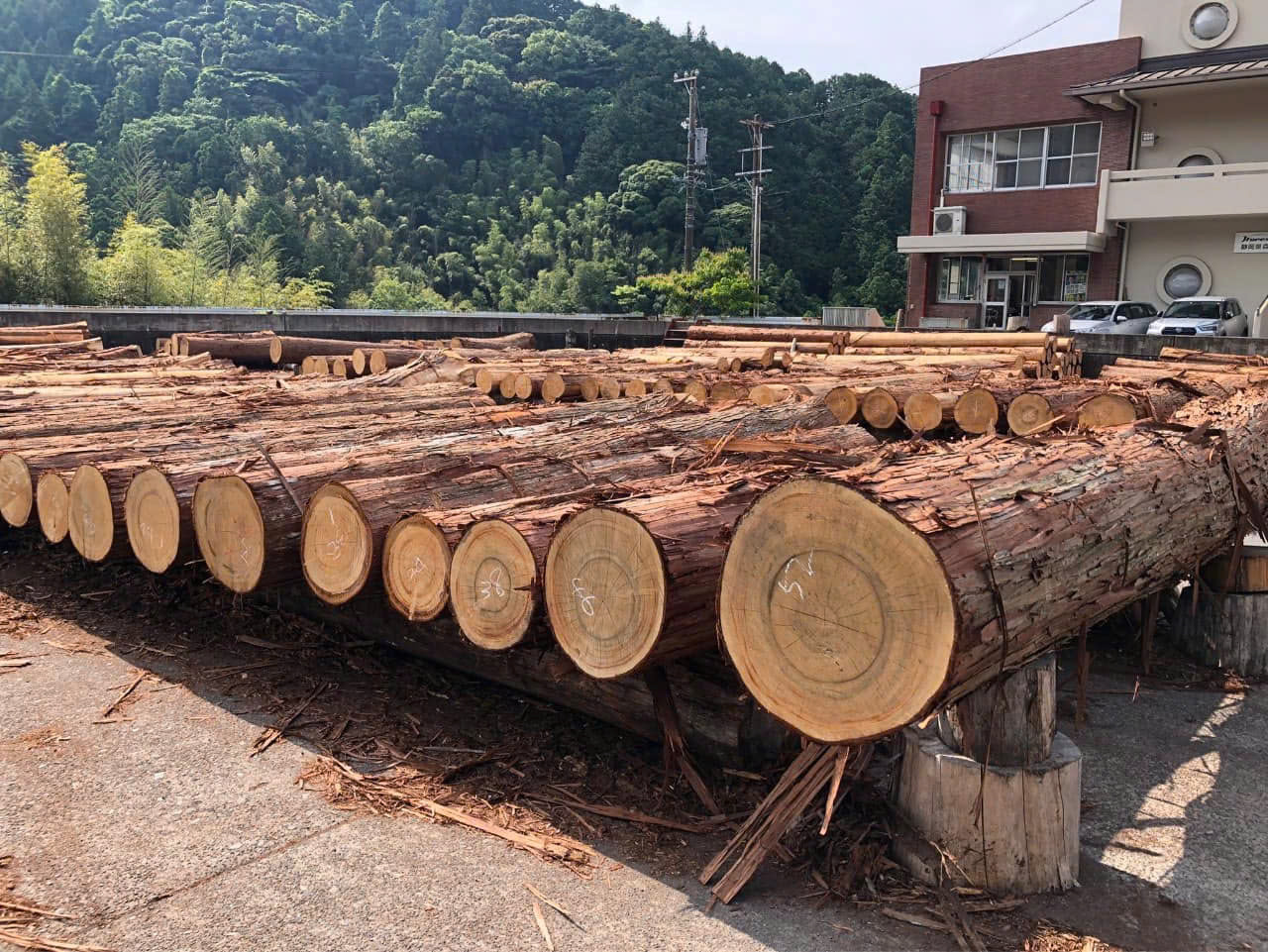 Japanese Hinoki Wood