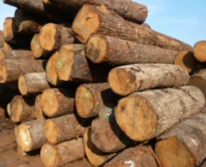 Oak wood