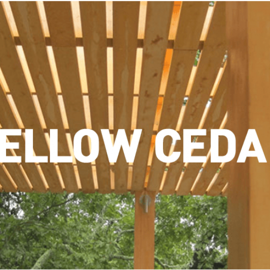 Yellow cedar wood