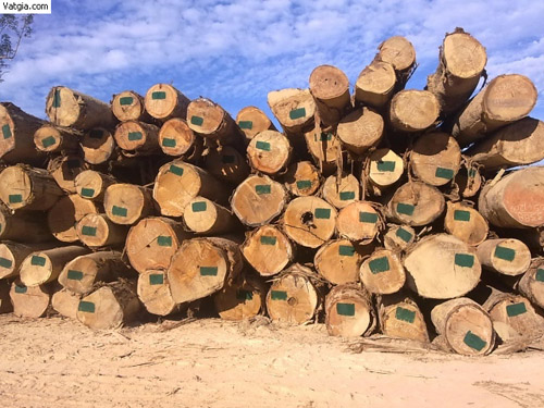 Laos Apitong round wood