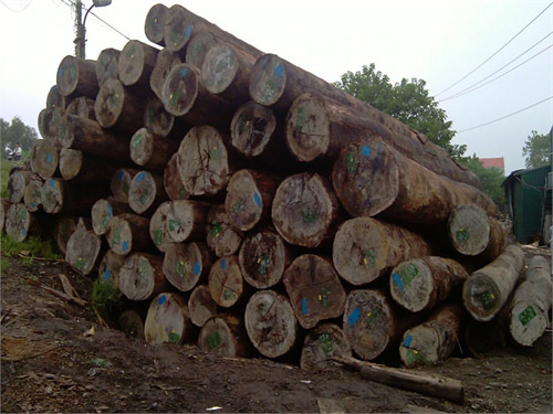 Round apitong wood