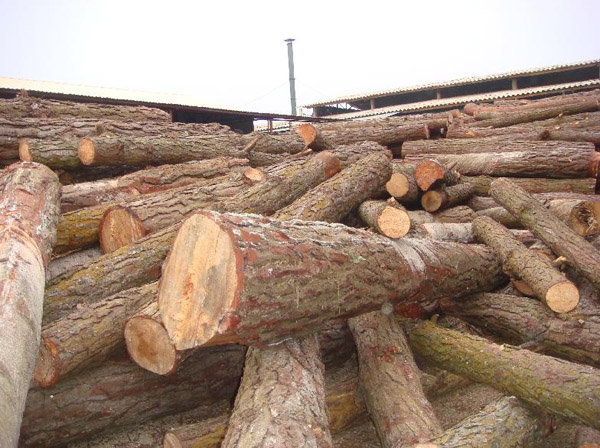 Pine wood