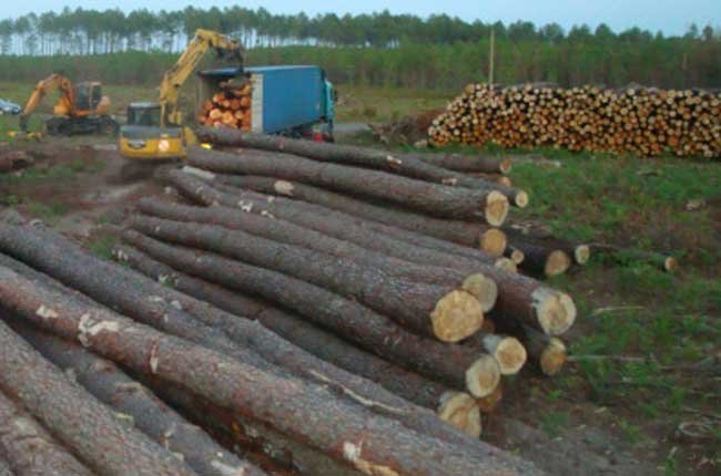 Round pine timber