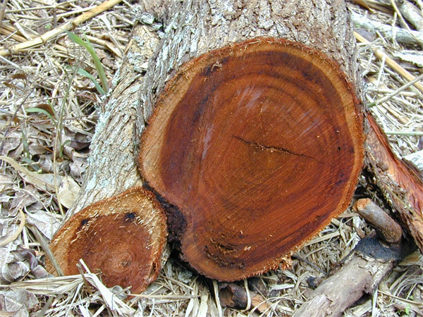 Natural melaleuca wood