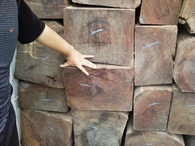 Melaleuca wood sawed squarely