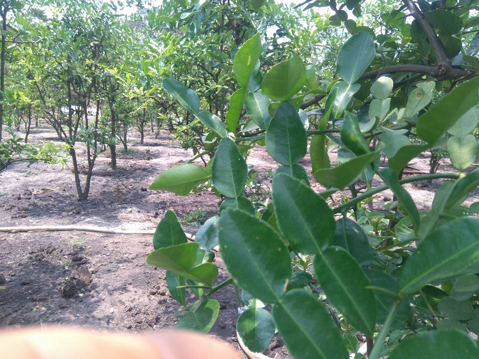 Thai lime garden
