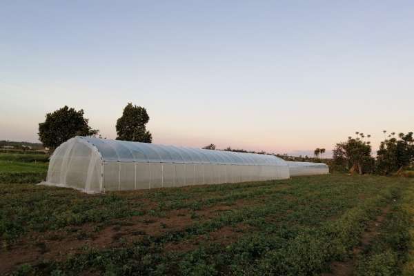 Greenhouse