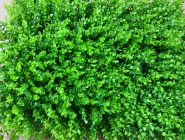 Decorative artificial grass