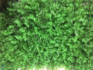 Decorative artificial grass