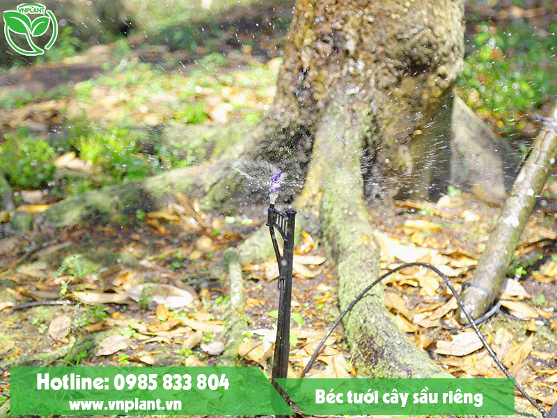 Automatic irrigation system for durian trees