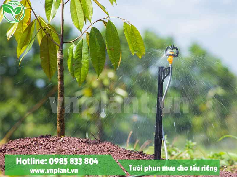 Automatic irrigation system for durian trees