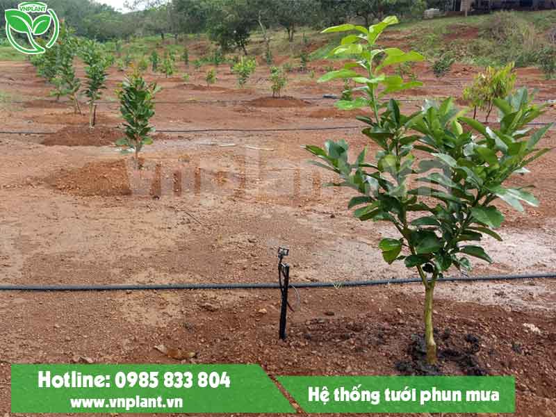 Automatic irrigation system for grapefruit garden