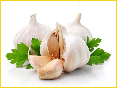 Garlic