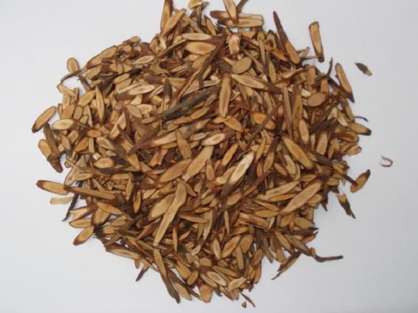 Branch cut cassia