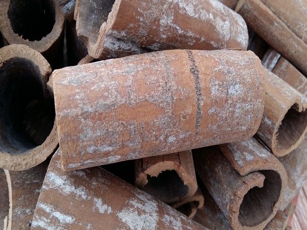 Croll cut cassia