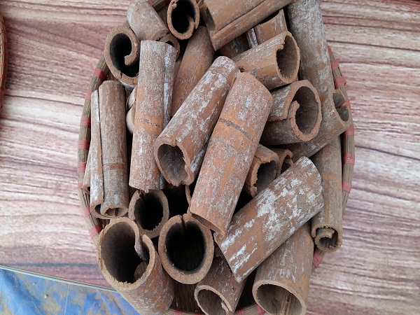 Round cut cassia