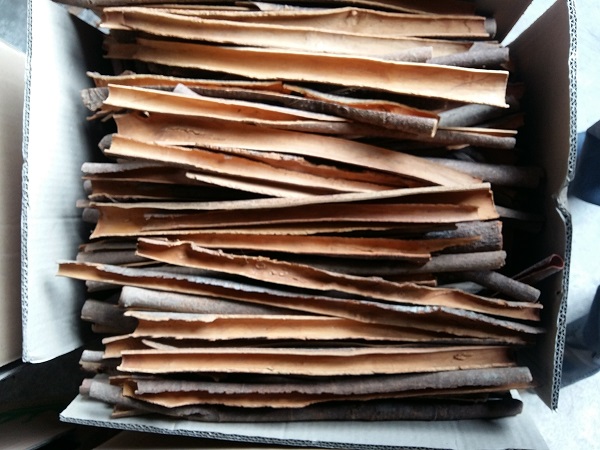 Split cassia