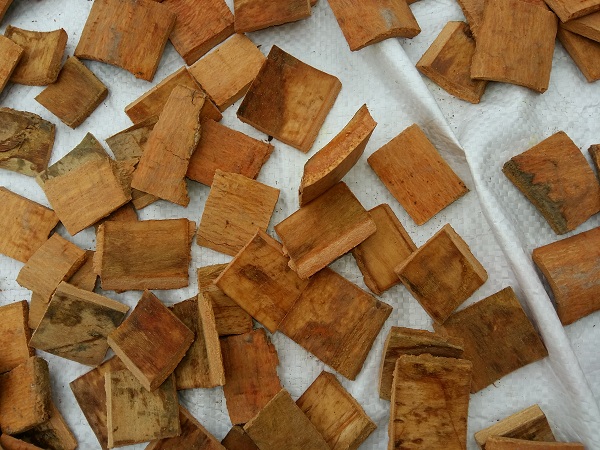 Square cut cassia