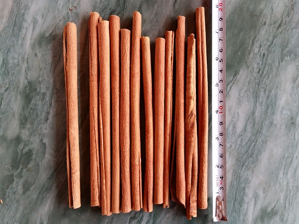 Stick cassia