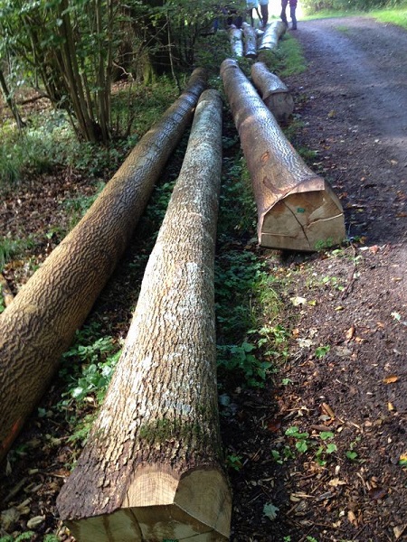 Ash wood